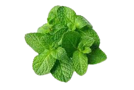 Pudina